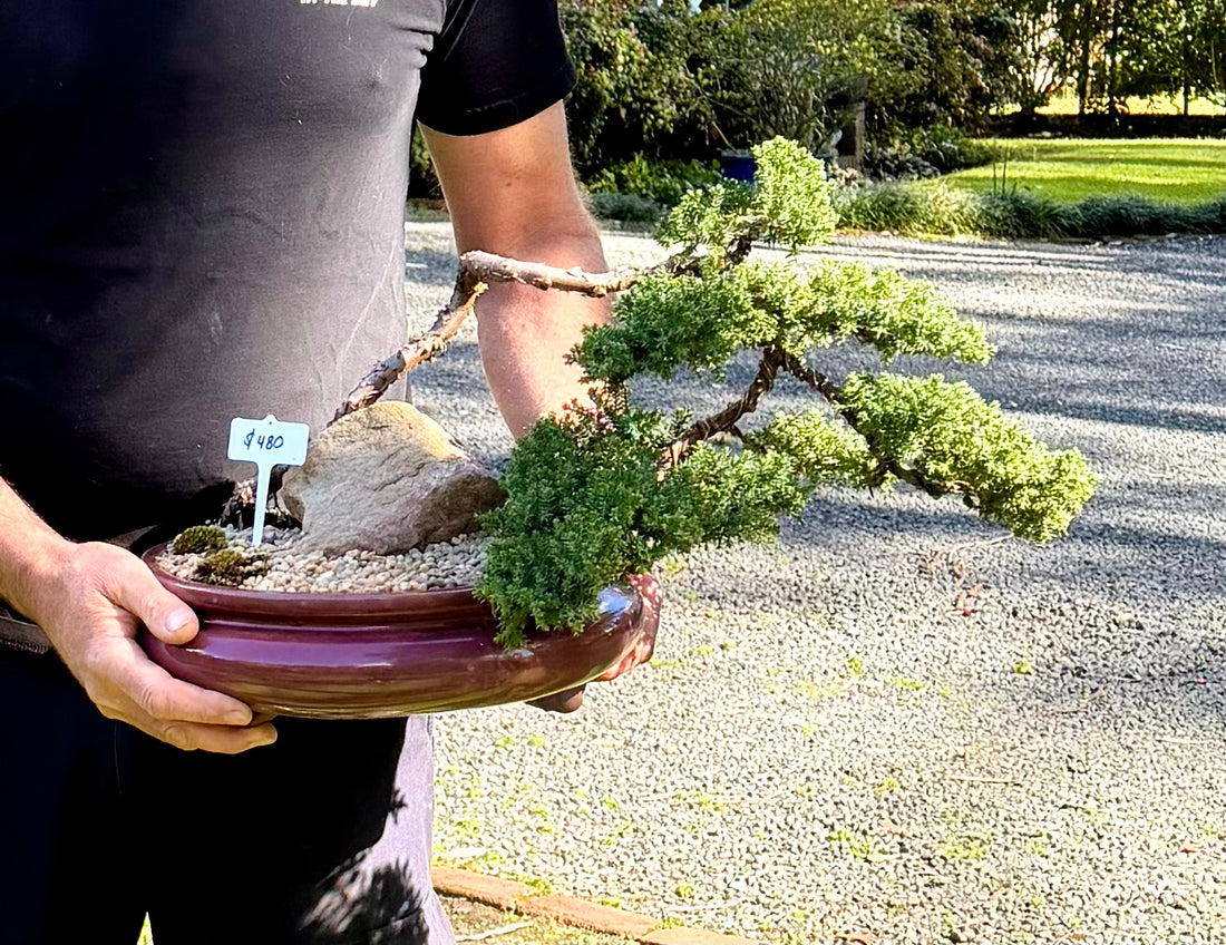 Juniper Bonsai (2001)
