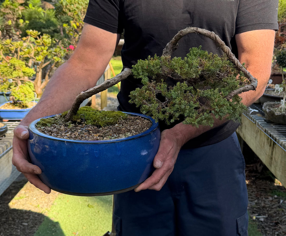 Juniper Bonsai (1996)