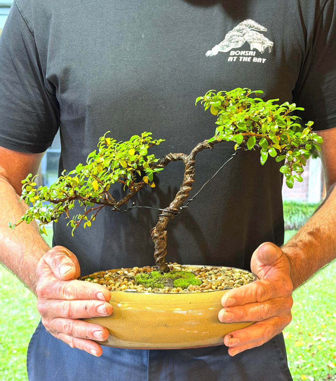 Japanese Rockspray Bonsai (2014)