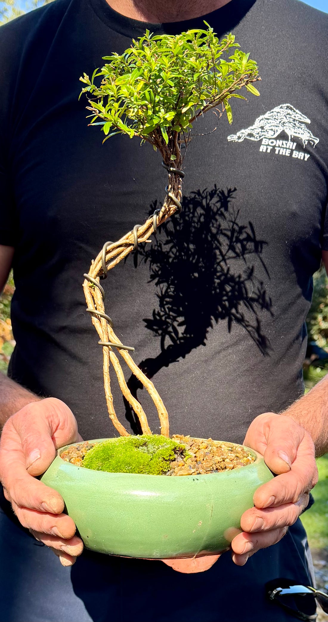 Cuphea Bonsai (2020)
