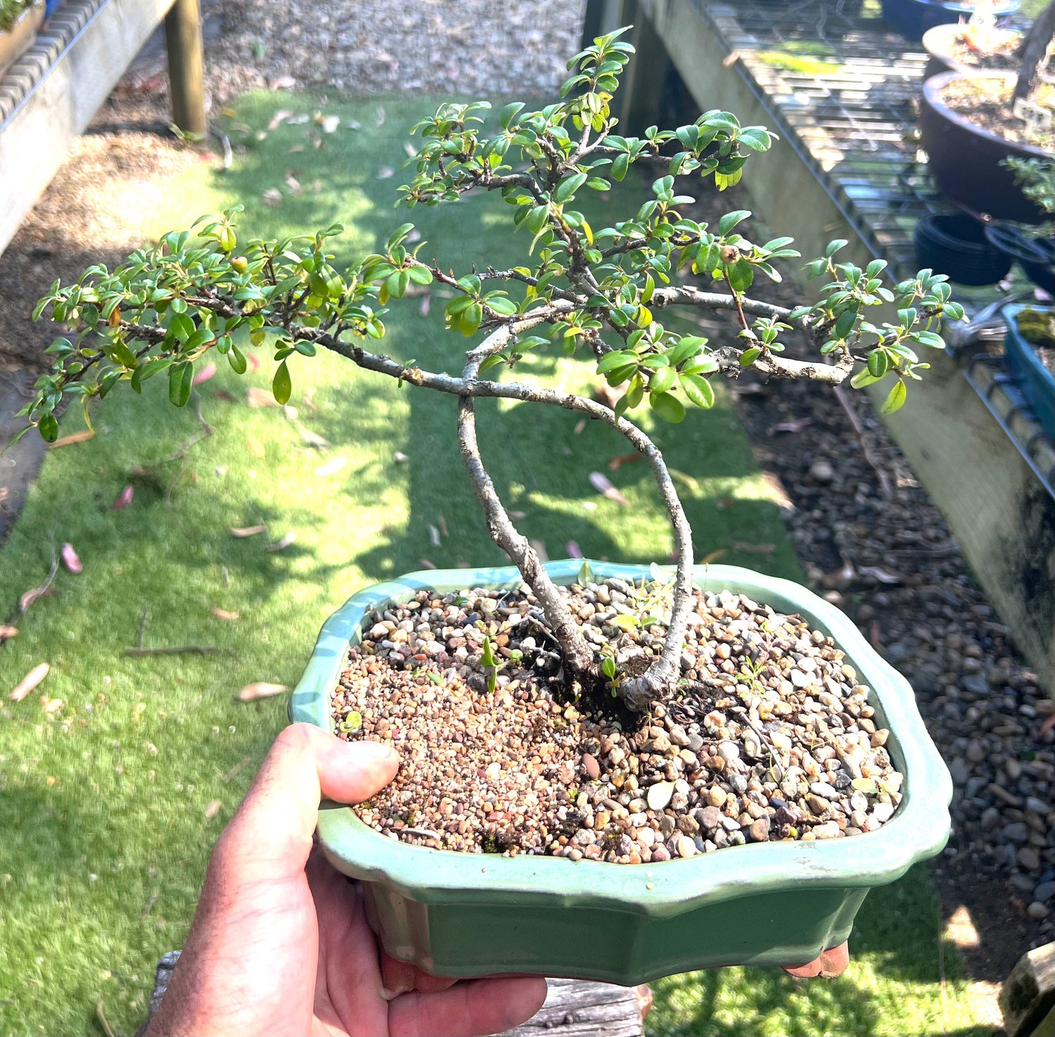 Japanese Rockspray Bonsai (2013)