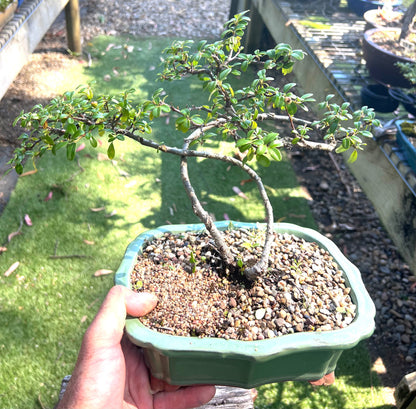 Japanese Rockspray Bonsai (2013)
