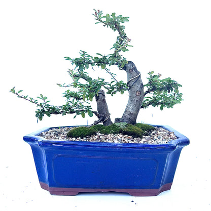 Pyracantha Bonsai (2002)