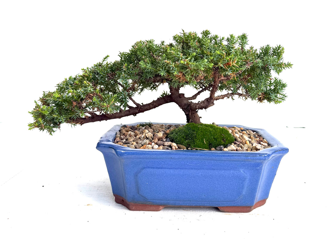 Juniper Bonsai (2013)