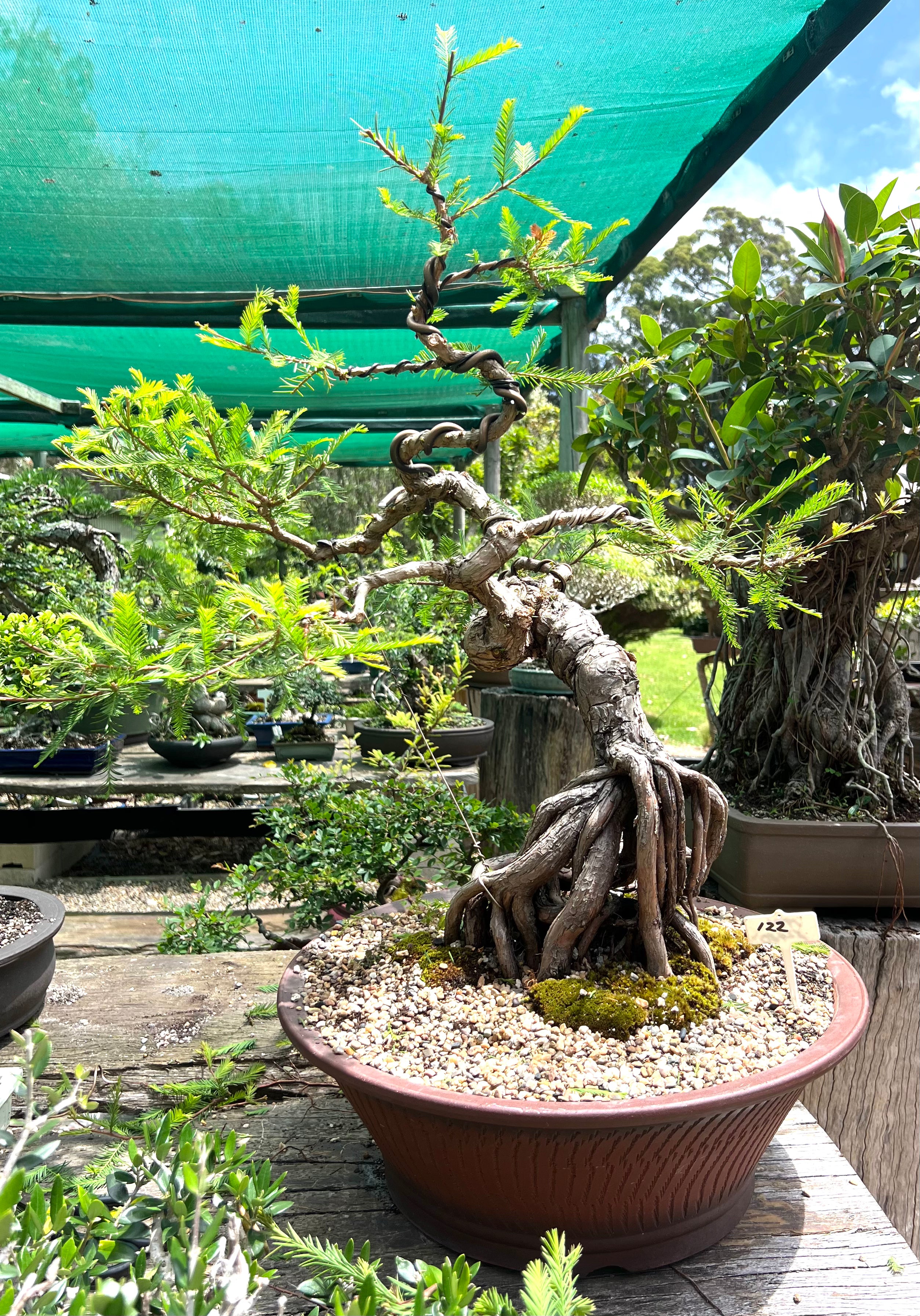 Swamp Cypress Bonsai (1981)