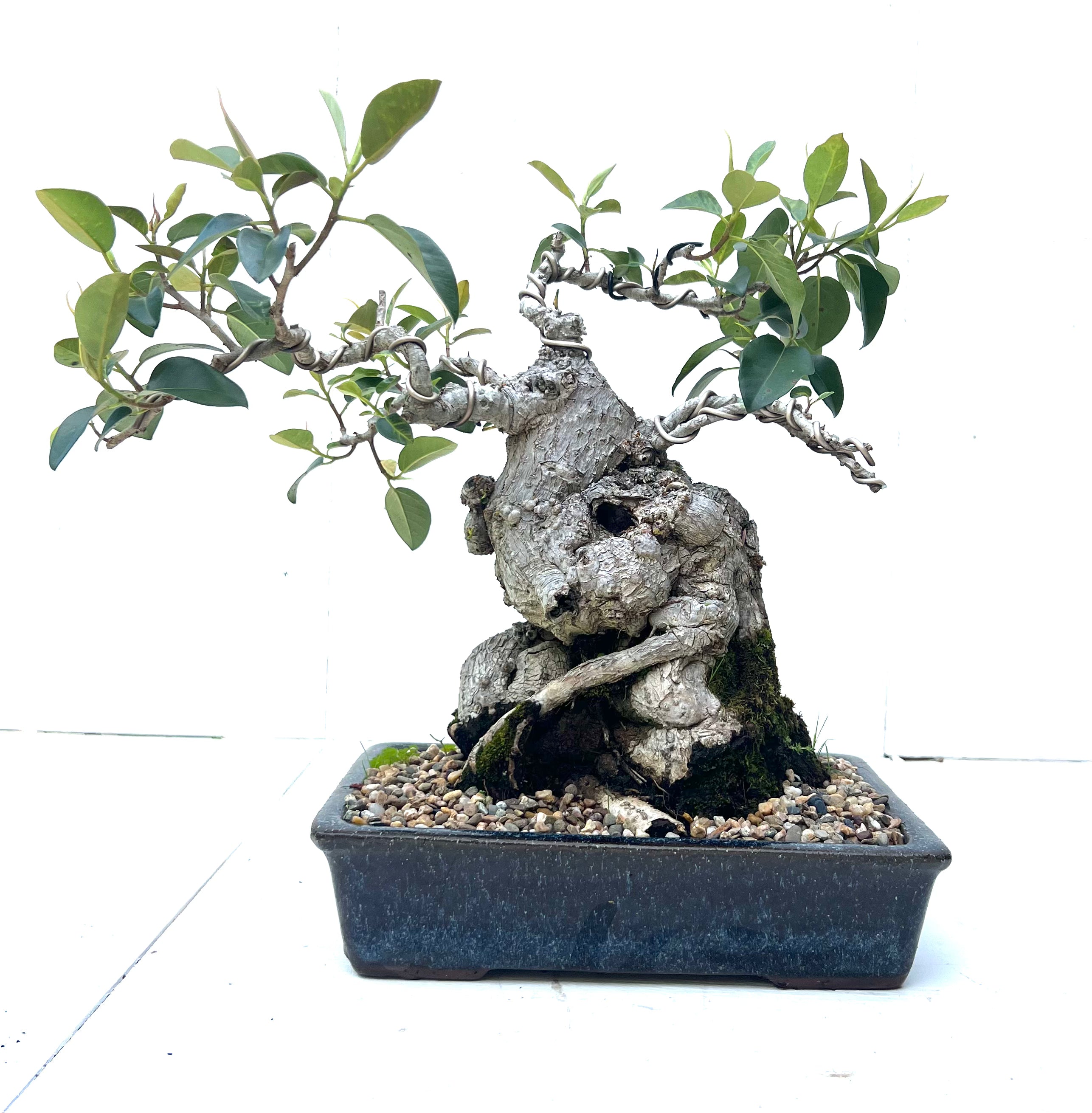 Port Jackson Fig Bonsai (1961)
