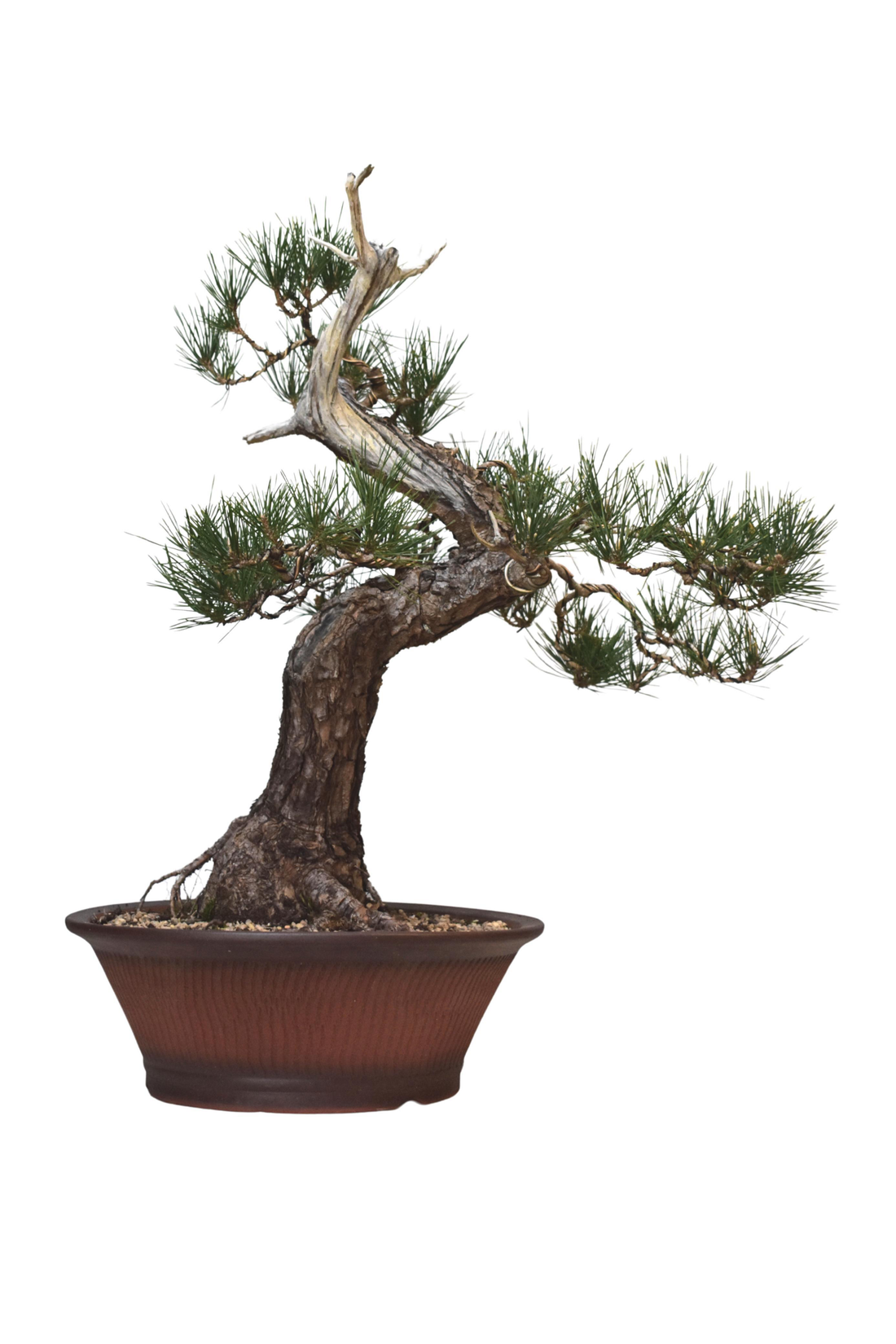 Japanese Black Pine Bonsai (1977)