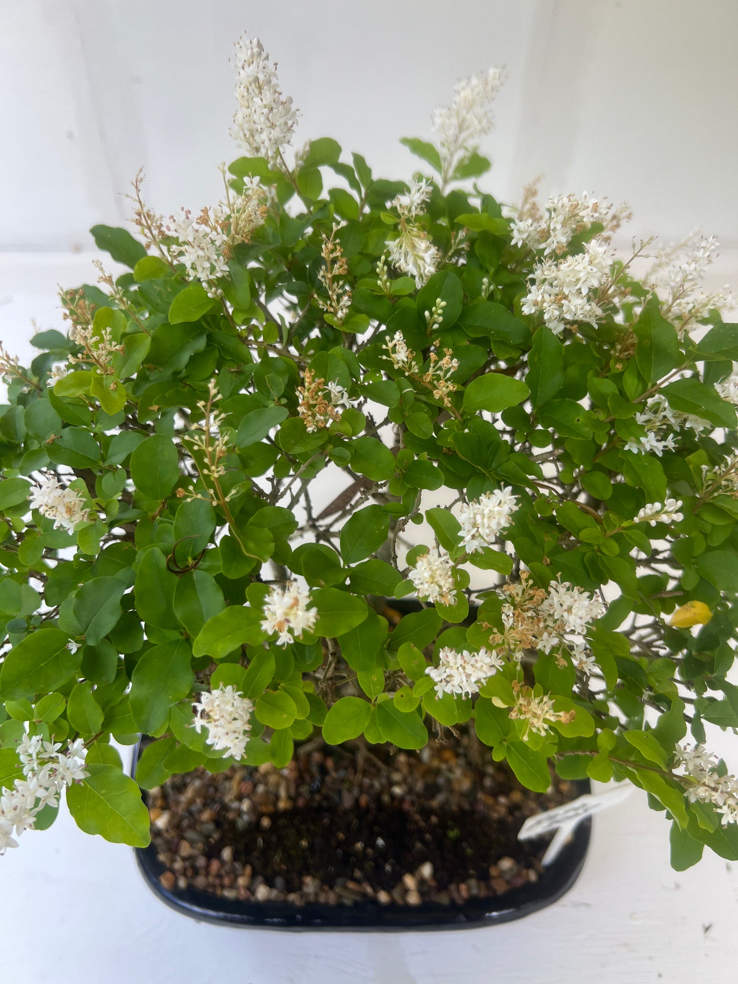 Chinese Ligustrum Bonsai (2012)