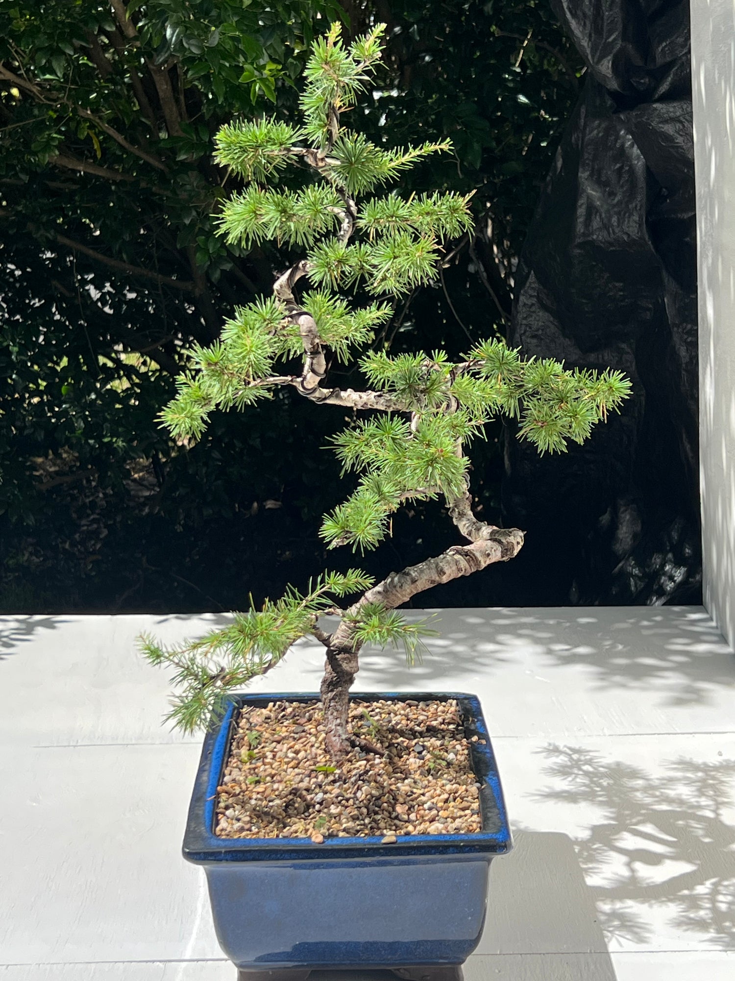 Atlantic Cedar Bonsai (1997)