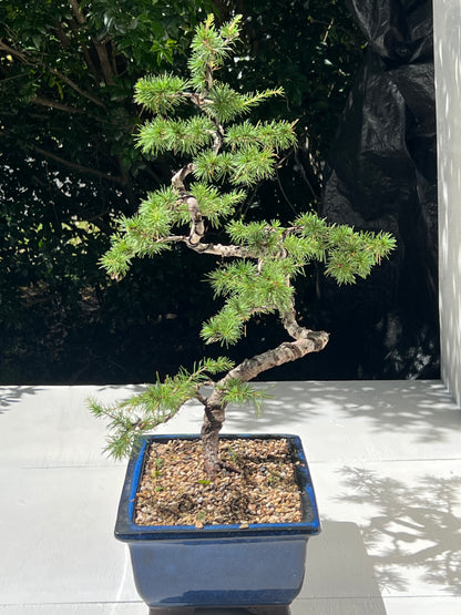 Atlantic Cedar Bonsai (1997)