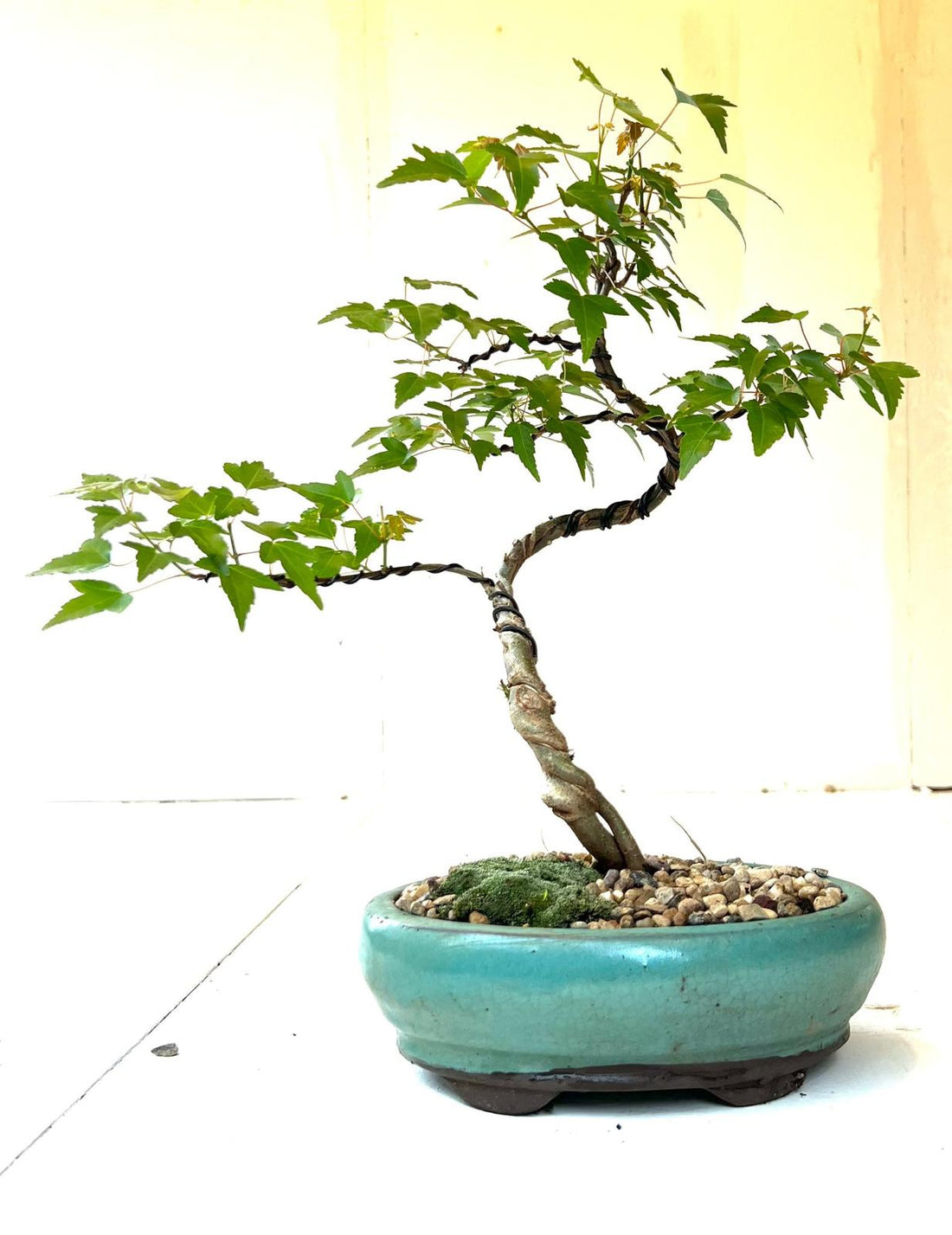 Trident Maple Bonsai (2014)
