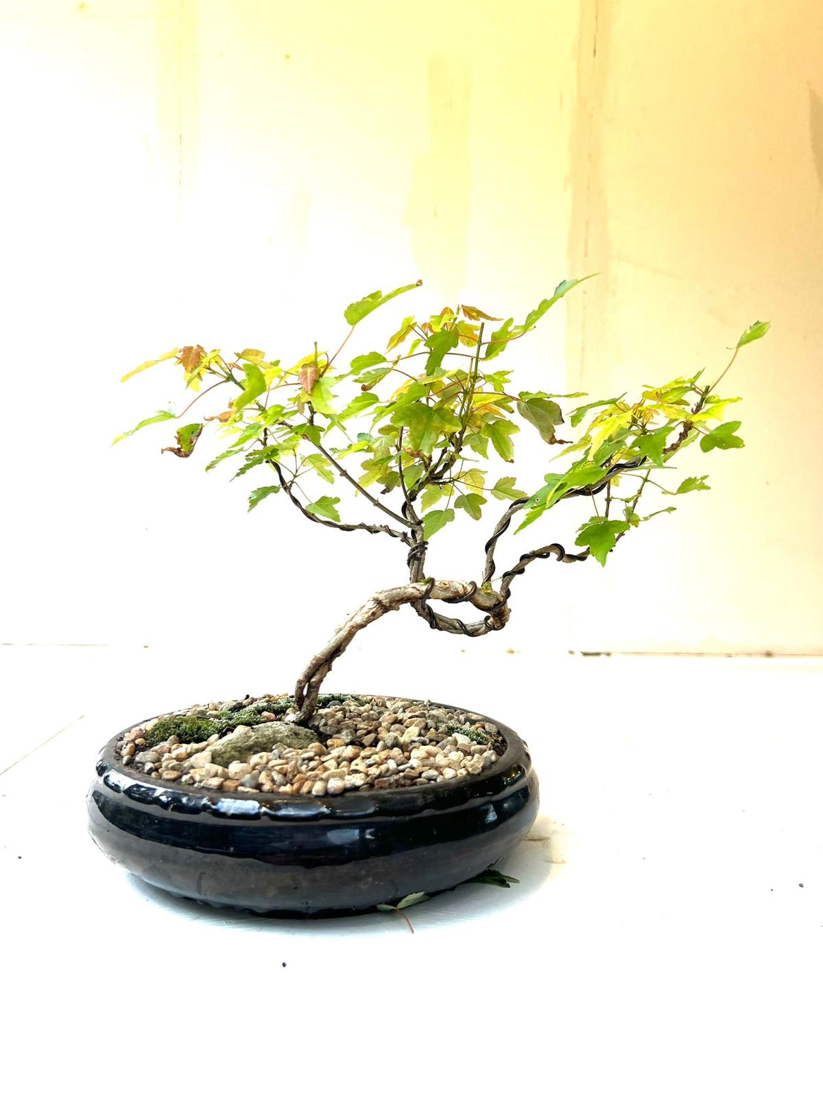 Trident Maple Bonsai (2017)