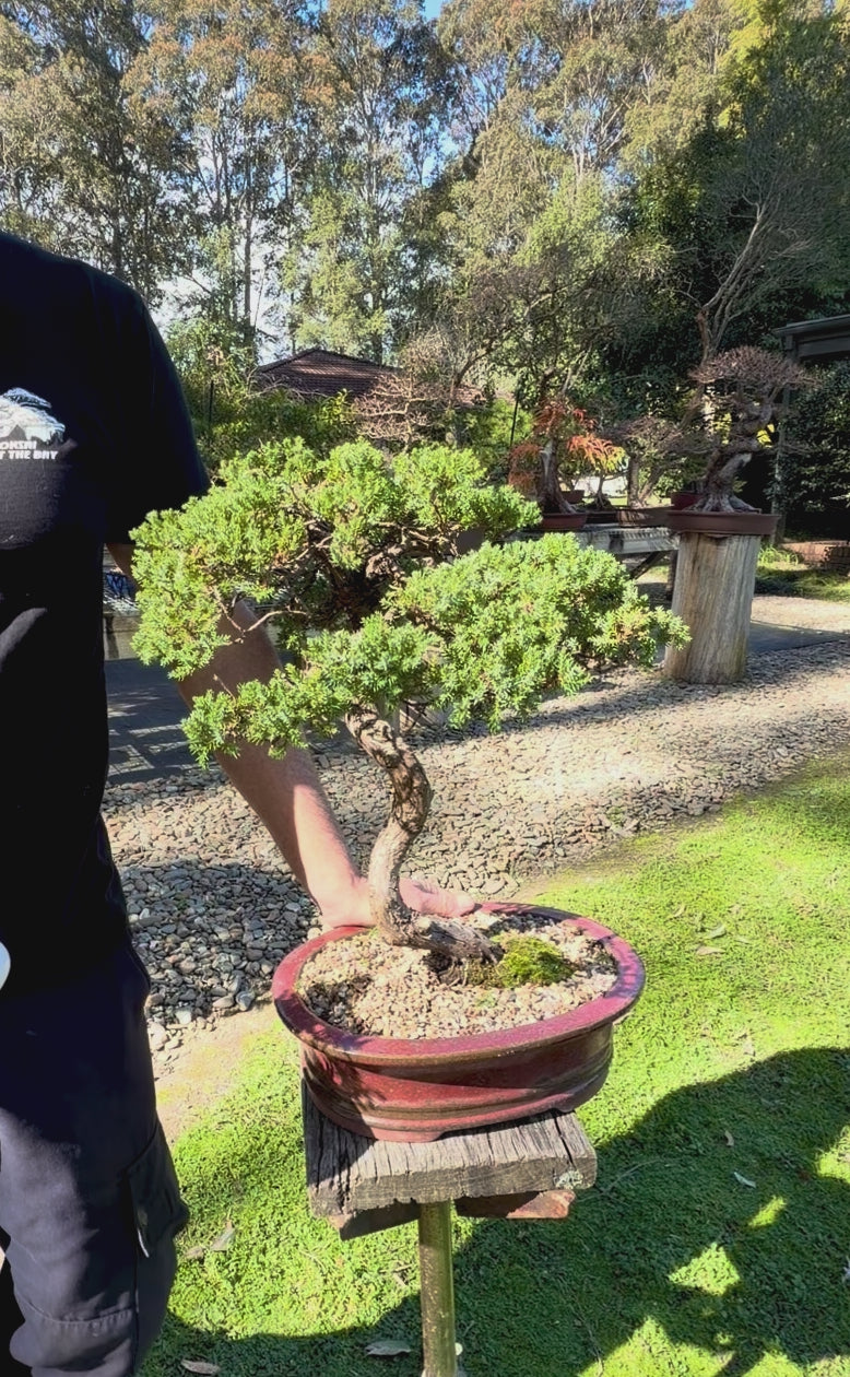 Juniper Bonsai (1986)