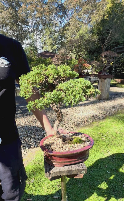 Juniper Bonsai (1986)